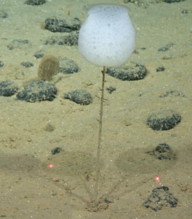 사진=Deep CCZ/NOAA