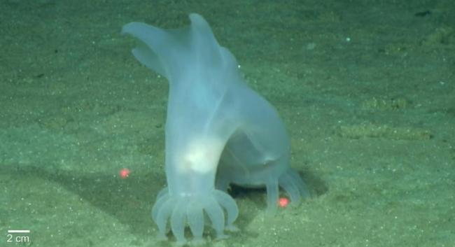 사진=Deep CCZ/NOAA