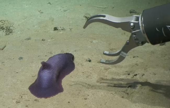 사진=Deep CCZ/NOAA